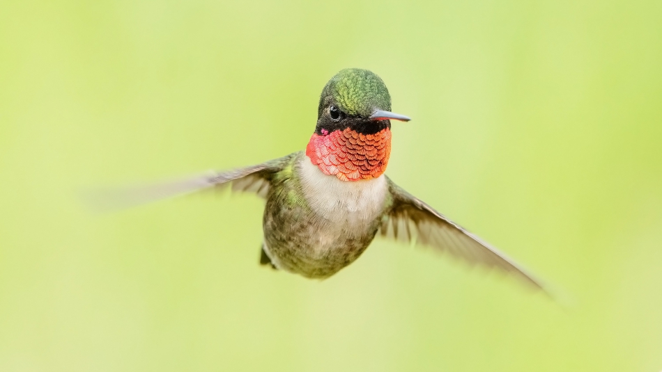 fotosc - . Ruby, throated hummingbird. Zdjęcie 314668