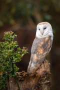 Alba