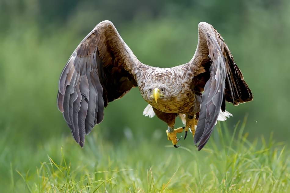 fotodam - Majowy bielik. Bielik (Haliaaetus albicilla). Zdjęcie 332492