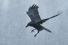 Kruk, Common Raven (Cor...