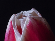 Tulipan
