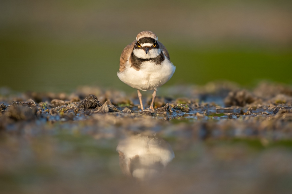 raftik - Sieweczka rzeczna, Little Ringed Plover (Charadrius dubius) .... . Zdjęcie 303740