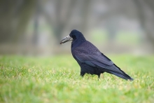 Gawron (Corvus frugileg...
