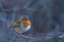 ..Robin..