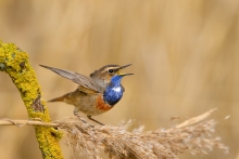 Podróżniczek, Bluethroa...