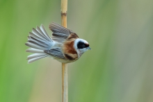 Remiz, Eurasian Penduli...
