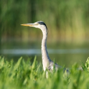 Czapla siwa