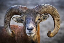 Muflon