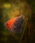 Moher
