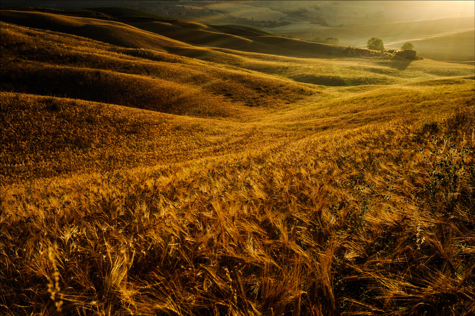 vvalseivv - golden..... . Zdjęcie 123493