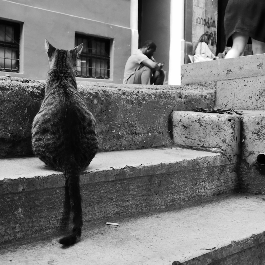 skalar - Im watching you : ). . Zdjęcie 182016