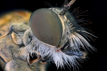 Extreme Macro
