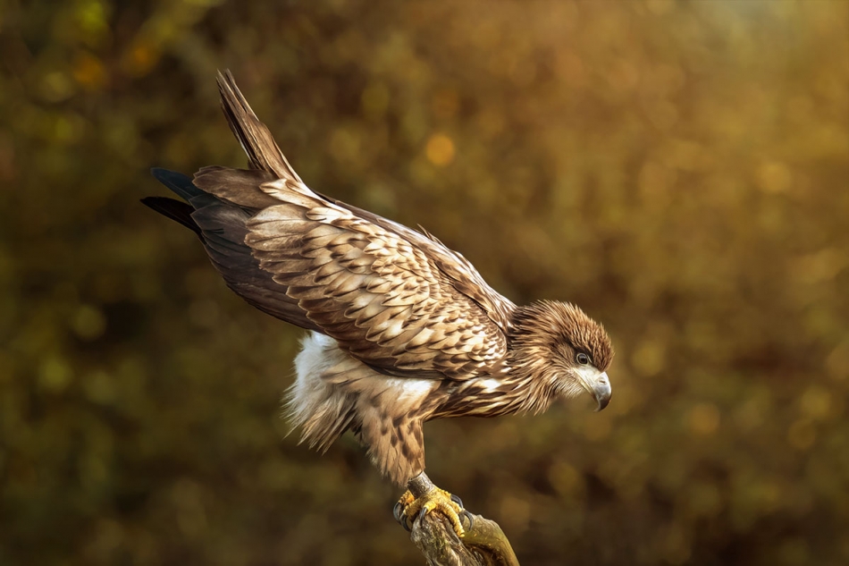 arkadiusz_fotografia - Młody Bielik. . Zdjęcie 327956