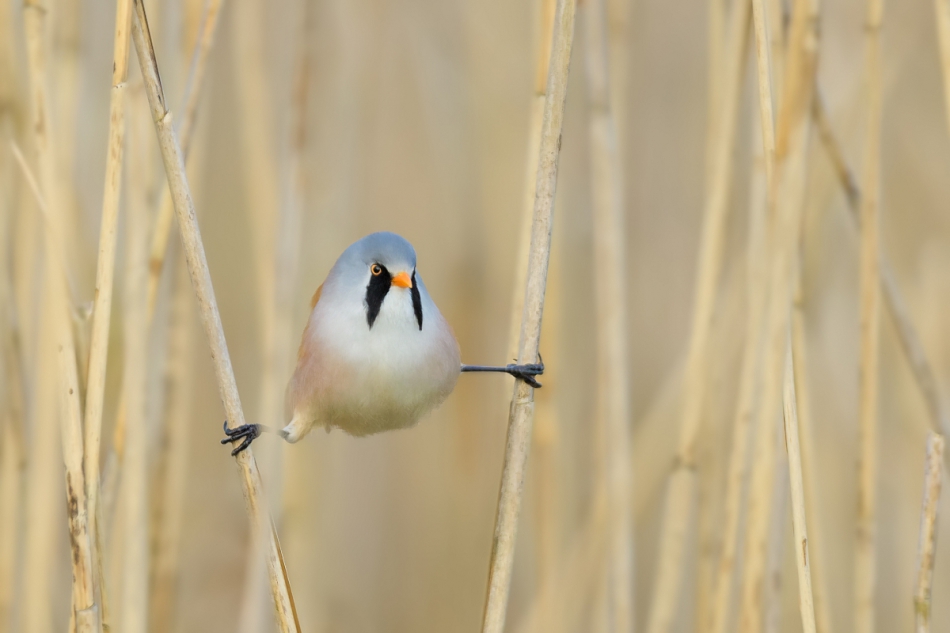 raftik - Wąsatka, Bearded Parrotbill (Panurus biarmicus) ... 2023r. . Zdjęcie 314374