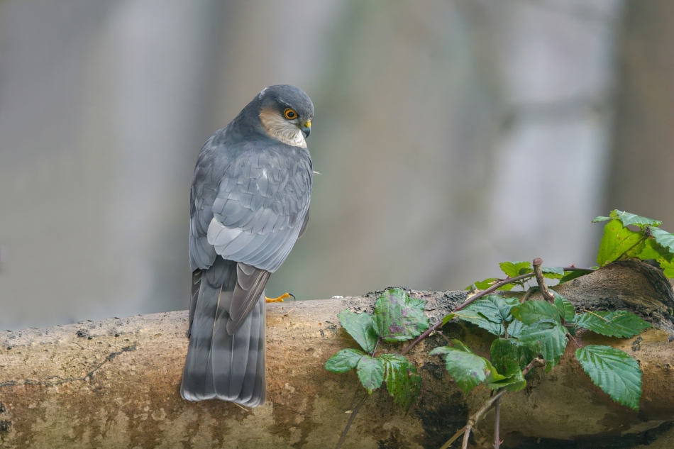 amigamedia - Drapola wzrok. Krogulec (Accipiter nisus) Przyroda naszego regionu - Bełsznica Wieś. Zdjęcie 321603