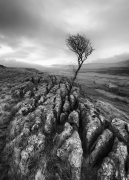 Twisleton Scars