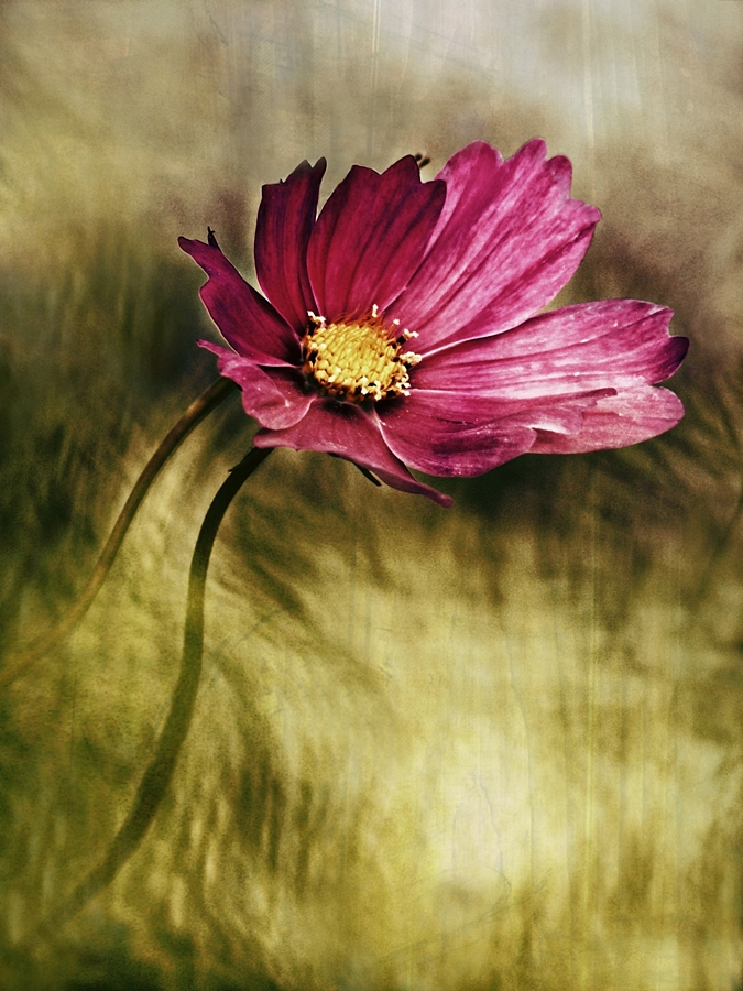 dzastin - Cosmos bipinnatus. . Zdjęcie 165930