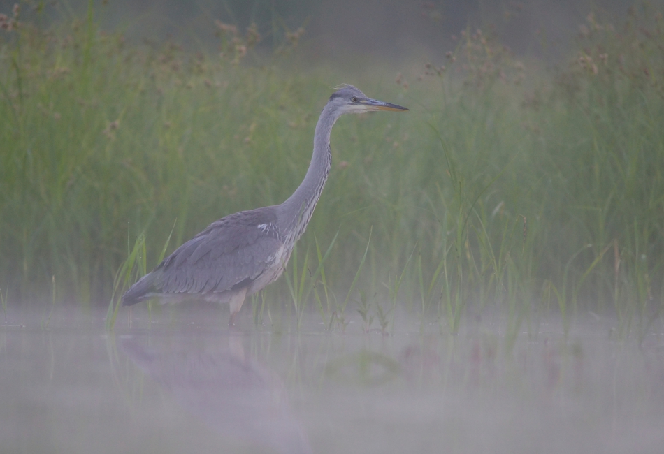amigamedia - Poranne mgły. Czapla siwa - Ardea cinerea  . Zdjęcie 197981