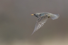 Szpak, Common Starling ...