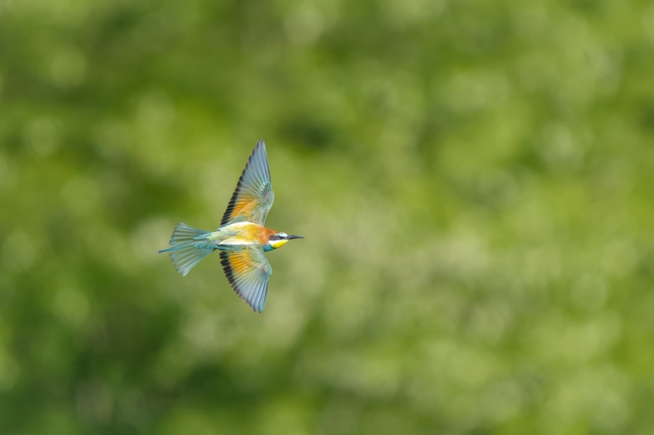 amigamedia - Lot patrolowy. Żołna (Merops apiaster) Przyroda naszego regionu. Sony ILCE-1+Sony SEL200600G FE 200-600mm f/5.6-6.3 G OSS. Przysłona: f/6,3; Czas ekspozycji: 1/3200 s; ISO: 1600; Ogniskowa: 571 mm.. Zdjęcie 332948