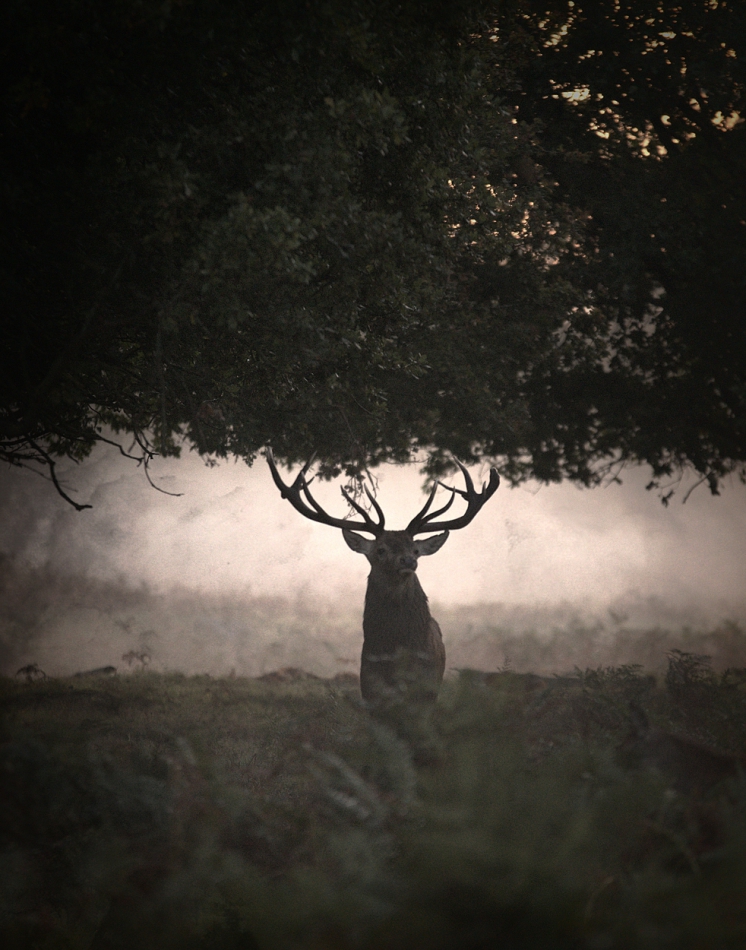 robin74r - Forest of Antlers. . Zdjęcie 311776