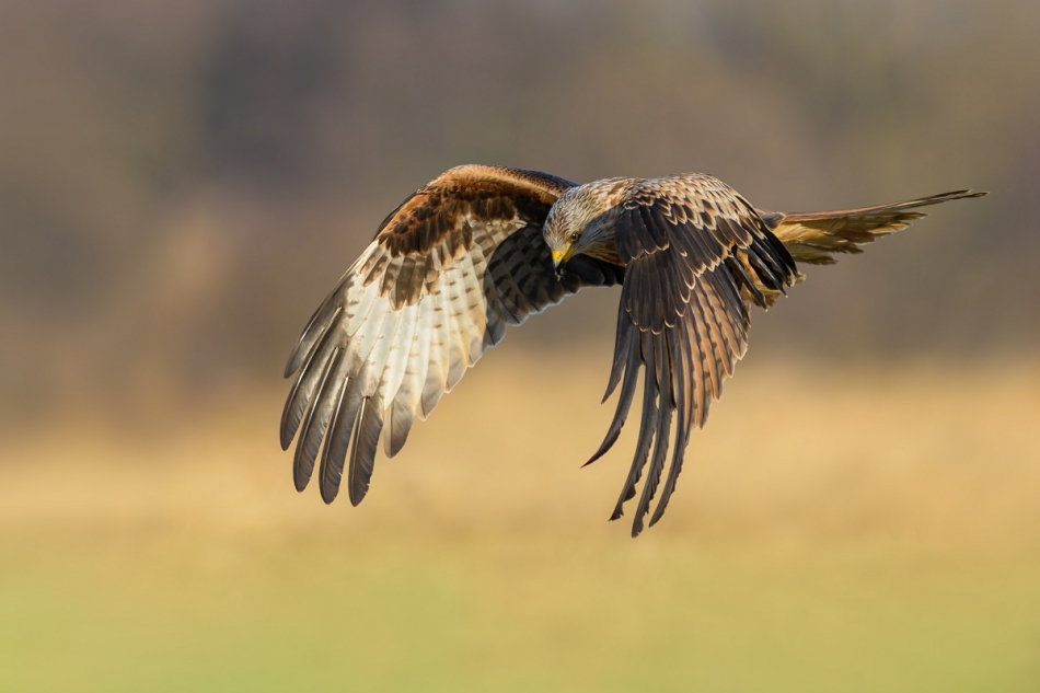 raftik - Kania Ruda, Red Kite (Milvus milvus) .... . Zdjęcie 312325