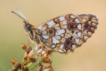 Boloria selene