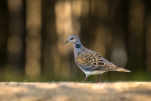 Streptopelia turtur