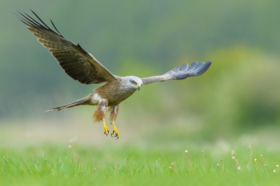 raftik - Kania Czarna, Black Kite (Milvus migrans) ... . . Zdjęcie 296674
