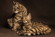 Leopardetta