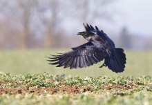 Corvus corax