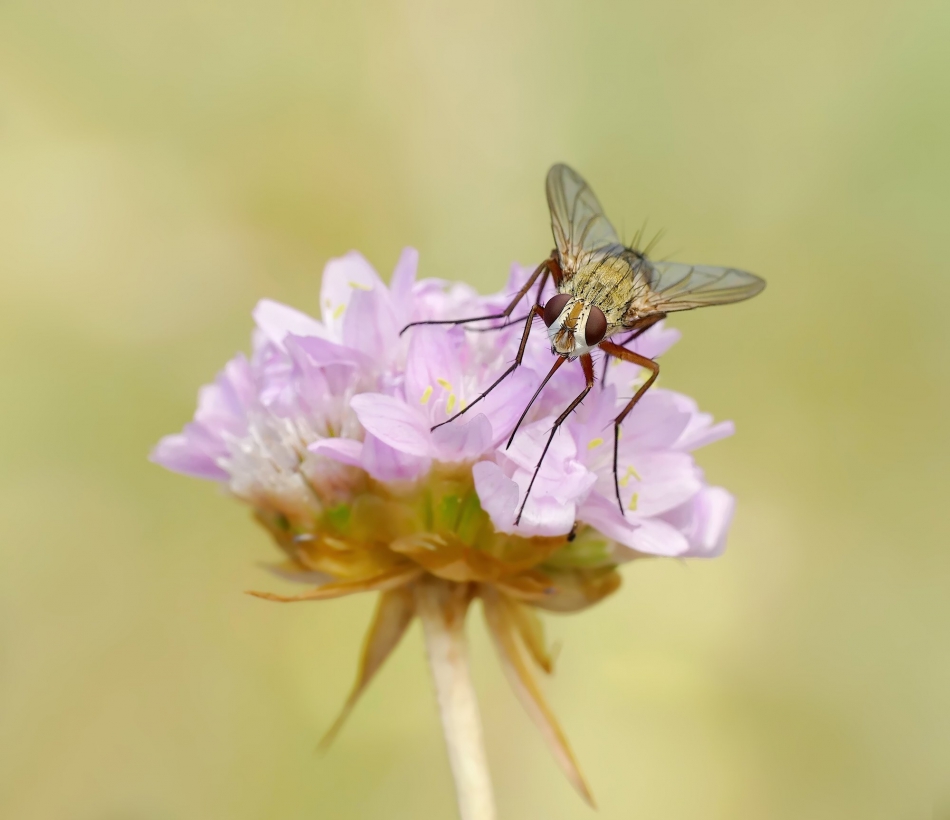 keni - Mucha domowa (Musca domestica). PE proszę.. Zdjęcie 316565