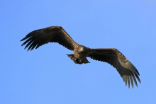 Bielik