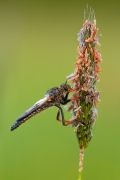 Łowik