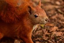 Wiewiórka