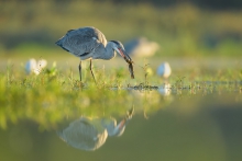 Czapla Siwa, Grey Heron...