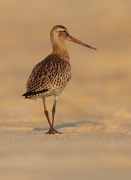 Limosa lapponica