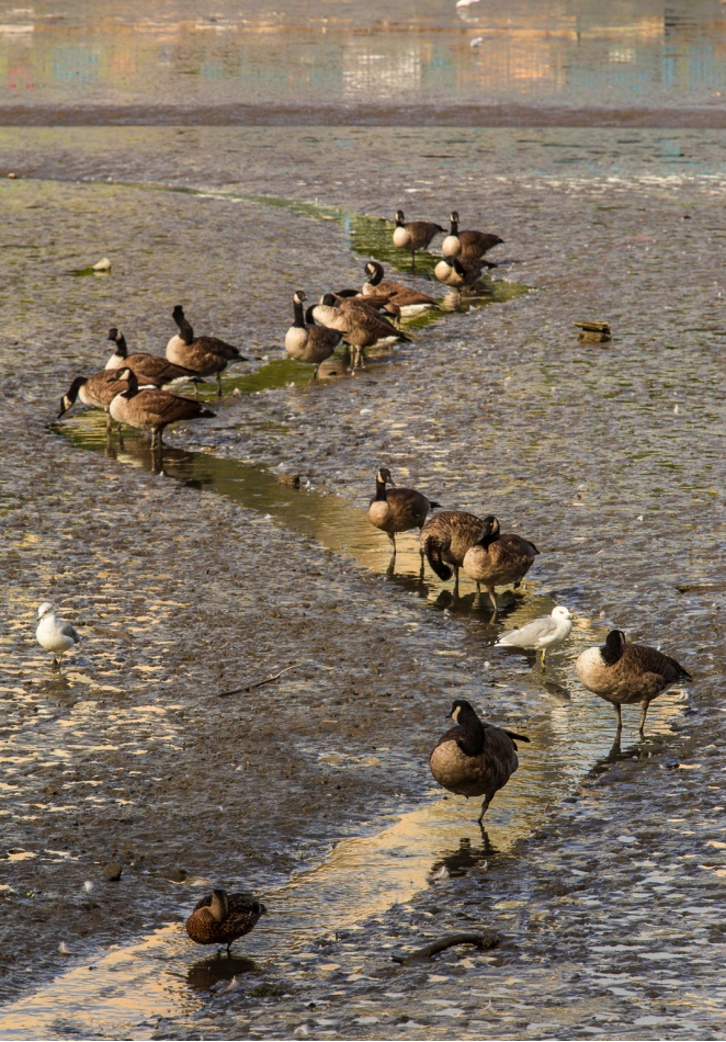 fotophoto -   Odpływ. . Zdjęcie 337366