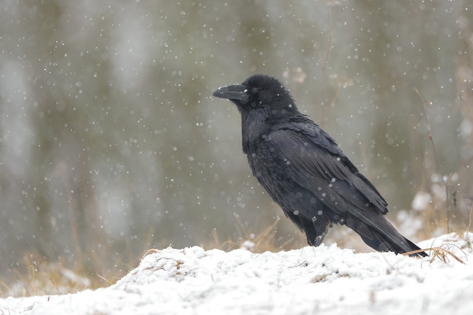 fotodam - Zimowo.  Kruk (Corvus corax) Common Raven . Zdjęcie 330672