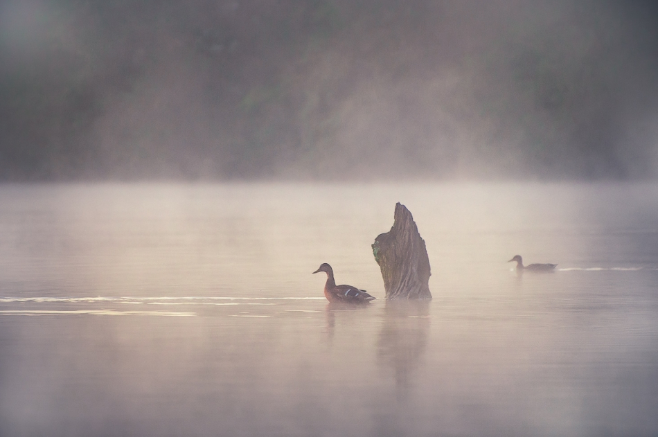 Brak tytułu. . Zdjęcie 182040