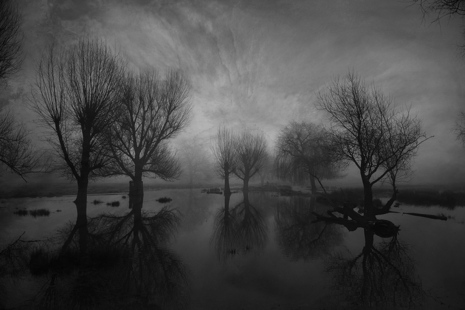 Into the Trees.... . Zdjęcie 333957