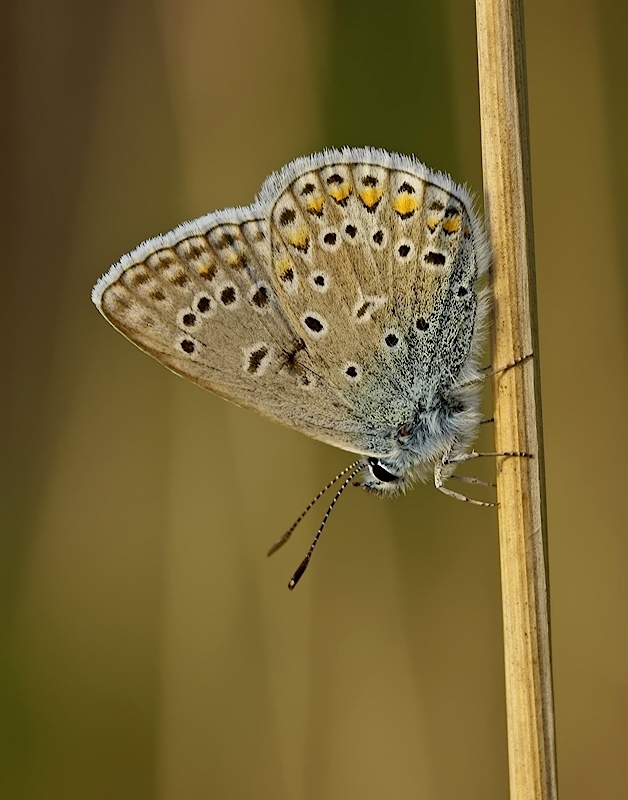 keni - . . Zdjęcie 120487