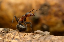 .ant..