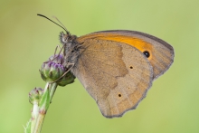 Maniola jurtina