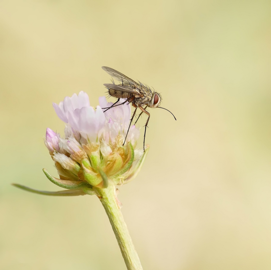 keni - Mucha domowa (Musca domestica). . Zdjęcie 316049