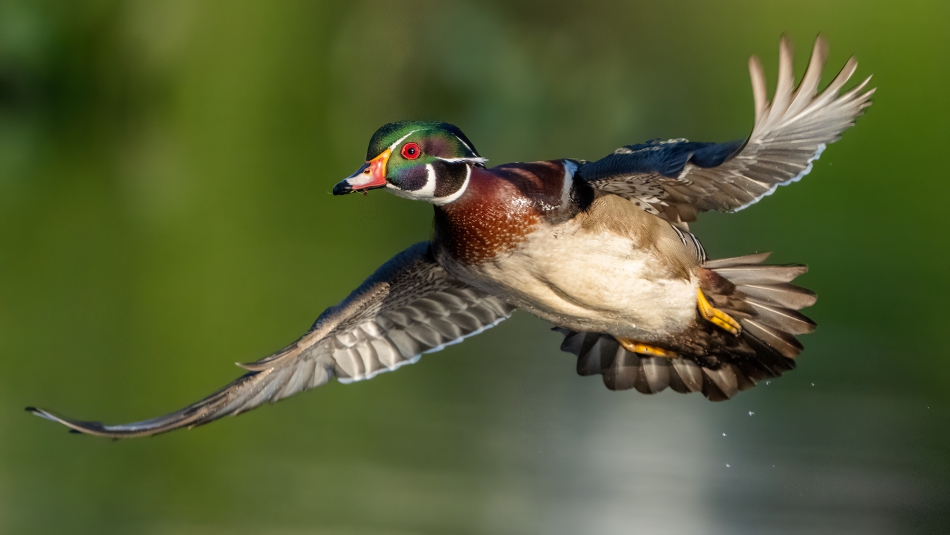 fotosc - . wood duck. Zdjęcie 314233