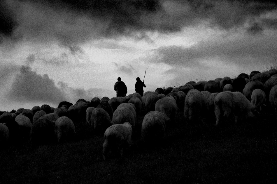 yamayka - Karpacki redyk. Owce z pastwisk Beskidu Niskiego wyruszyły do miejsca zimowania – do Nowego Targu. Stado bacy Józefa Klimowskiego ma do przejścia ponad 150 kilometrów.Setki owiec wyruszą w 5 dniową wędrówkę. . Zdjęcie 319034