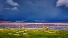 Kolory Altiplano