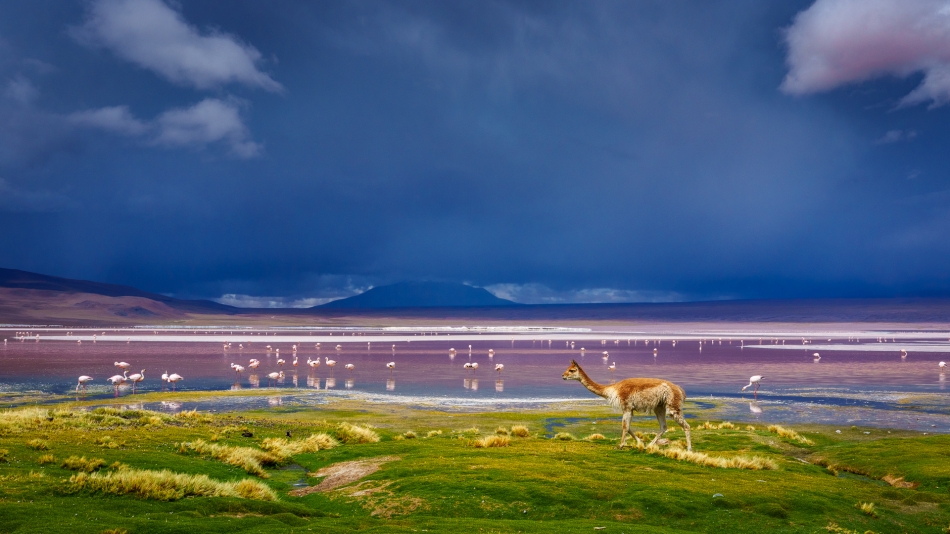 Lilen - Kolory Altiplano. W niezwykłym krajobrazie boliwijskiej Laguny Colorada wikunia zeszła z suchych wyżyn otaczających lagunę, by zasmakować trawy rosnącej na jej brzegu. Burzowe chmury gromadziły się nad wodą, pogłębiając jej i tak już wyjątk