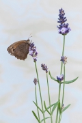 Lavender Stories I